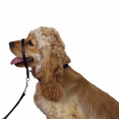 Best deal ❤️ Coastal Pet Control Ease Head Collar, Large 🔔